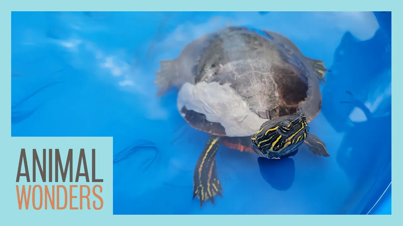 Animal Wonders Montana channel featured image