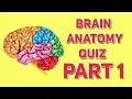 Brain Anatomy Quiz Part 1 Human Anatomy and Physiology
