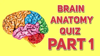 Brain Anatomy Quiz Part 1 Human Anatomy and Physiology