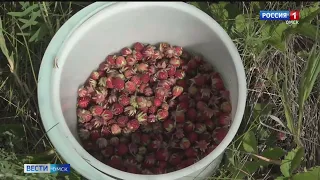 Омичи устроили погоню за клубникой