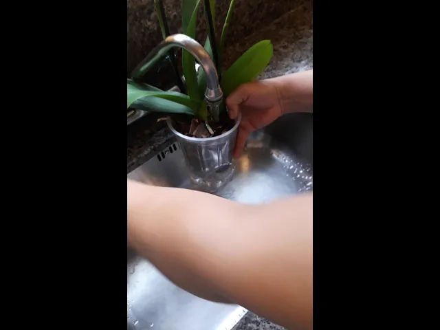 RESERVATORIO COM O VASO DA ORQUÍDEA