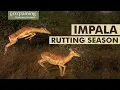 Aspects of Seasonal Mating The Impala Rut