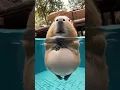 Download Lagu Capybaras love swimming in pools. #capybara #cute #animal #animals #cuteanimals #ai