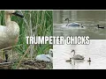 Trumpeter Swan Calls and Sounds - Identify by Listening