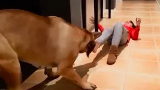 Big Boerboel Stealing Slippers 