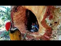 Download Lagu KEREN BANGET MELIHAT CARA BURUNG PELATUK MEMBERI MAKAN  ANAKNYA DI DALAM SARANG