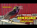 Download Lagu TERAPI KOLIBRI NINJA GACOR  FULL BONGKAR ISIAN MEWAH, PANCINGAN AMPUH BIKIN EMOSI KONIN MALAS BUNYI