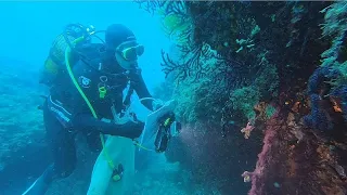 marine heatwaves their devastating impact on wildlife