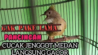 cucak jenggot medan ganas manggil lawan