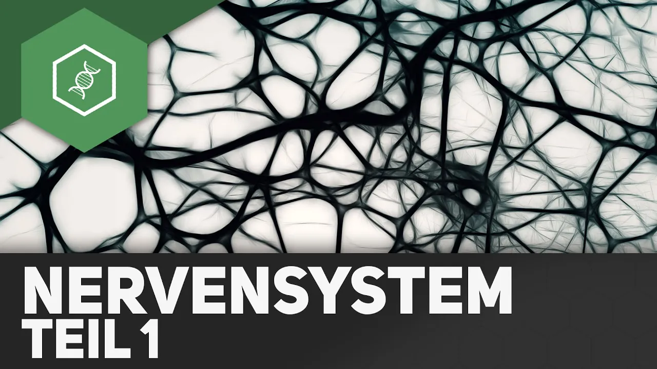 Nervensystem Teil 1: Aufbau Nervenzelle, Nervensysteme – Abi Special