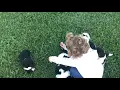 Gracelyn and the puppies
