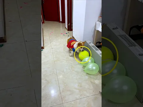 Doggo’s Balloon Challenge Gone Wrong 😂🐶 #shorts