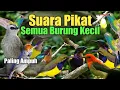Download Lagu Suara Pikat Semua Burung Kecil Andalan Pajen Chanel Paling Ampuh