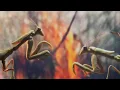 Bowerbirds - "In Our Talons" (Official Video)