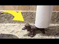 This Paper Towel Holder Is PERFECT For Dachshund Lovers