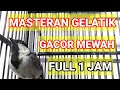 Download Lagu Masteran Gelatik Batu Gacor Istimewah FULL 1 JAM Bagus Untuk Pancingan