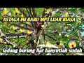 Download Lagu Suara pikat burung kecil terbaru 2025 bikin aduhay ❗ cepat respon 💯 habis burung liar