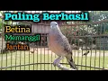 Lagu Pancingan perkutut betina memanggil jantan