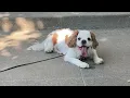 Our dog Sonny hanging out in downtown Columbia Missouri