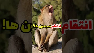 جنگ واقعی میمون ها و سگ ها 
