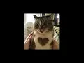 build me up buttercup — the foundations (sped up)