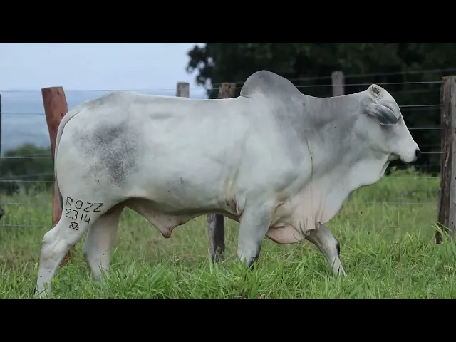 Touro Nelore ROZZ - 2314