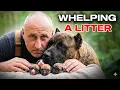 Whelping A Puppy Litter Here s What To Expect Vaccaro Bull Presa