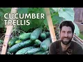 Use This Cucumber Trellis for a HUGE Harvest