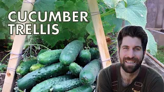 Use This Cucumber Trellis for a HUGE Harvest