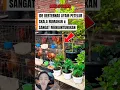 Download Lagu Peternak Ayam Petelur Skala Rumahan ☝❗❗#shorts #videoshort #viralvideo