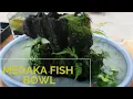Download Lagu Spotted Beautiful Medaka Fish in a Bowl