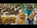 Download Lagu Honey Bee Farming In India