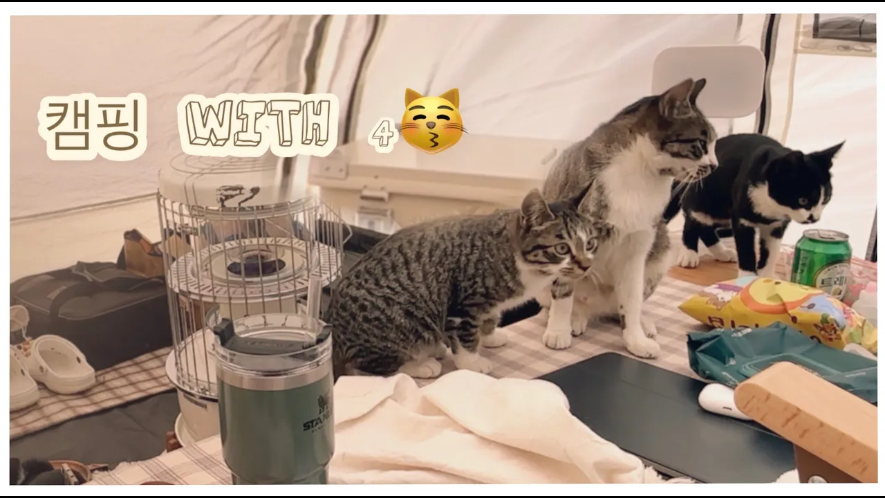| 겨울캠핑 | 솔로캠핑 | 고양이캠핑 | 초보캠핑 | 캠핑 브이로그 | 선재도오토캠핑장 | 썸네일