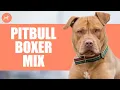 Bullboxer Dog Breed All About Pitbull Boxer Mix 2021 Guide