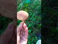 Download Lagu #shorts #amazing ##beracun #mushroom 🍄