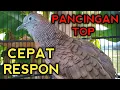 Download Lagu PERKUTUT BANGKOK GACOR SUARA BAGUS UNTUK PANCINGAN PERKUTUT MALAS BUNYI JADI GACOR 