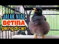 Jalak Nias Betina Memanggil Jantan Paling Dicari Jalak Mania - #birdlovers