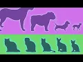Dogs vs Cats The Diversity Paradox