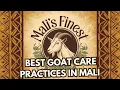 Download Lagu Goat Care in Mali: Essential Tips for a Thriving Herd