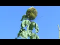 Download Lagu Man grows record-breaking sunflower