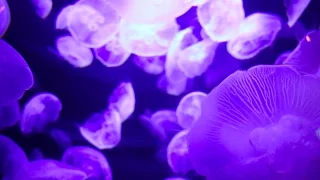 12. Sailing Maiweh: Flyover