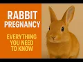 How Long Is a Rabbit Pregnant Full Guide for Pet Owners