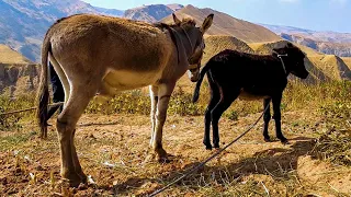 كيف يجد الحمار شريك حياتة كيف تعيش وتتكاثر 