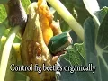 Control Fig Beetles Organically make an easy trap they can t resist