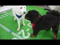 Greensboro Puppy Bowl 2022 Best Friends Bed Biscuit vs Country Kennel