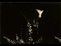 Dustin O'Halloran - Arrival
