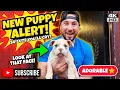 American Pocket Bully Puppies Raw and Uncut Puppy Forsale 337 257-6990