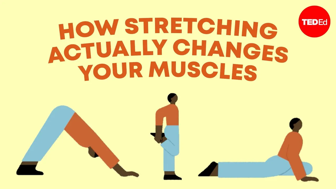 Outline Video How stretching actually changes your muscles - Malachy McHugh