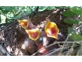 Blackbird nesting - from building the nest to leaving the nest