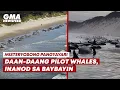 Download Lagu Daan-daang pilot whales, inanod sa baybayin | GMA News Feed